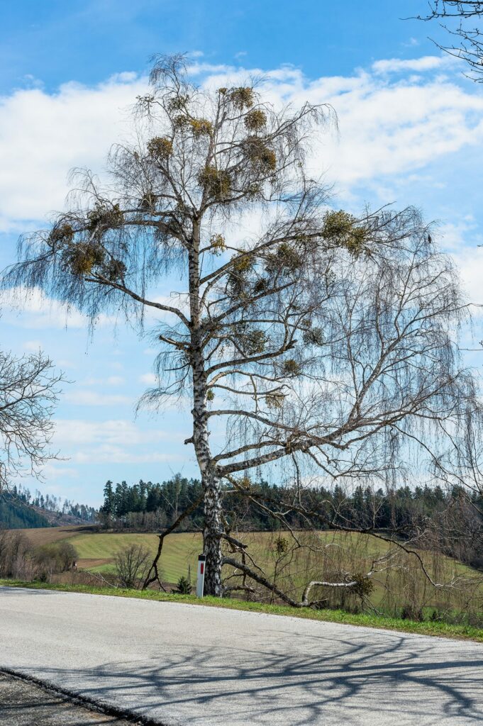 Омела белая — общий вид (Viscum album)