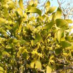 Омела белая (Viscum album)