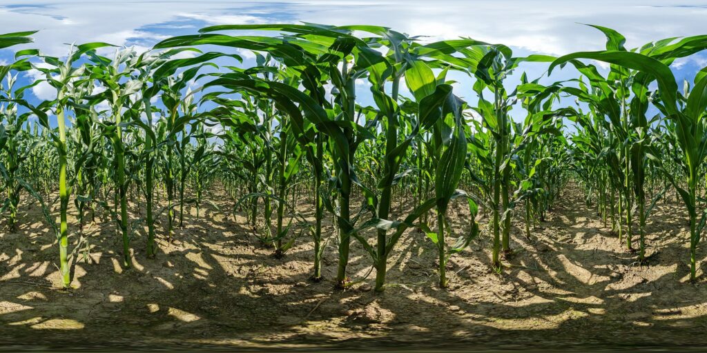 Кукурузные рыльца — общий вид (Zea mays)