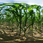 Кукурузные рыльца — общий вид (Zea mays)