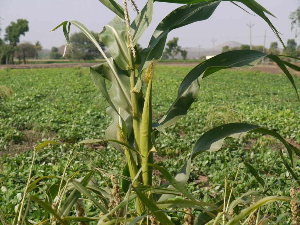 Кукурузные рыльца — цветки (Zea mays)