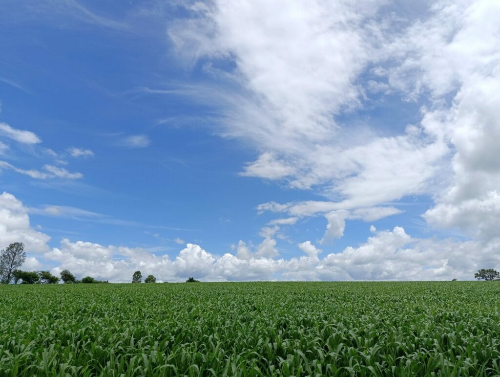 Кукурузные рыльца — общий вид (Zea mays)