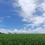 Кукурузные рыльца — общий вид (Zea mays)