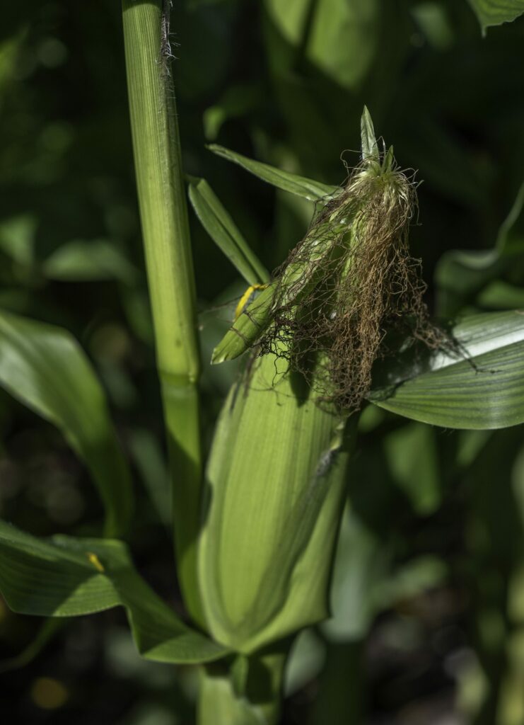 Кукурузные рыльца — общий вид (Zea mays)
