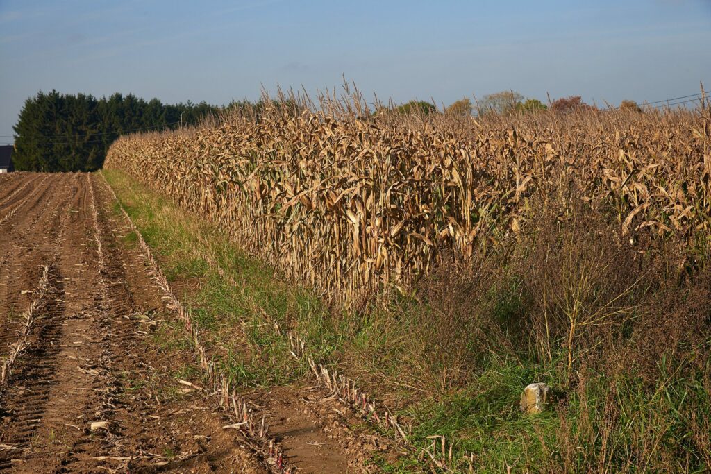 Кукурузные рыльца — общий вид (Zea mays)