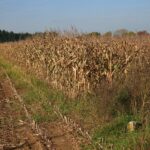 Кукурузные рыльца — общий вид (Zea mays)