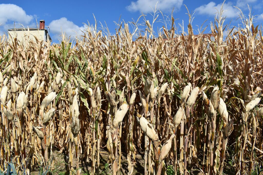 Кукурузные рыльца — общий вид (Zea mays)