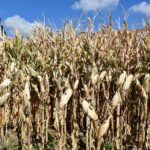 Кукурузные рыльца — общий вид (Zea mays)