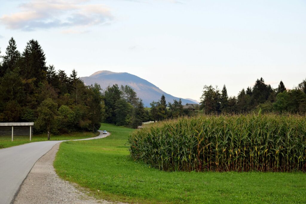 Кукурузные рыльца — общий вид (Zea mays)