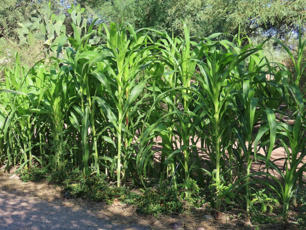 Кукурузные рыльца — общий вид (Zea mays)