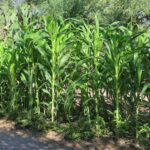 Кукурузные рыльца — общий вид (Zea mays)