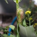 Кукурузные рыльца — общий вид (Zea mays)