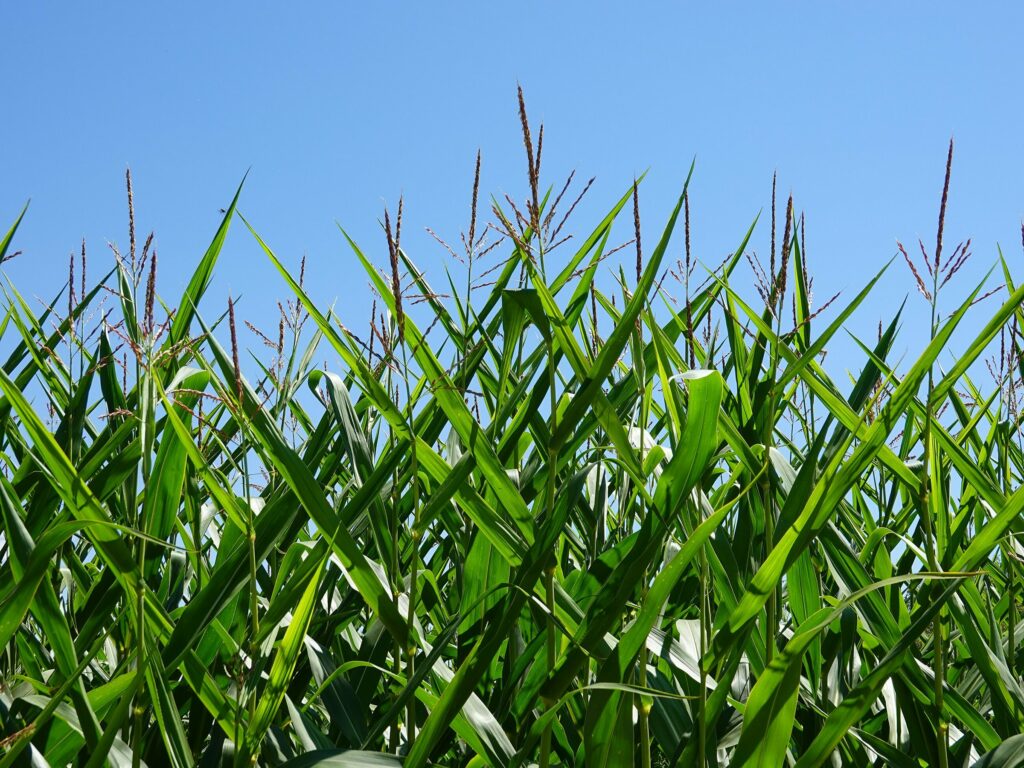 Кукурузные рыльца — общий вид (Zea mays)