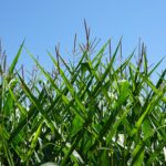 Кукурузные рыльца — общий вид (Zea mays)