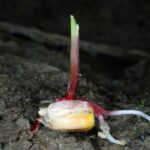 Кукурузные рыльца (Zea mays)