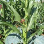 Кукурузные рыльца (Zea mays)