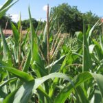 Кукурузные рыльца (Zea mays)